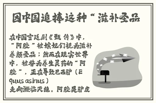 小黄鸭b站视频在线